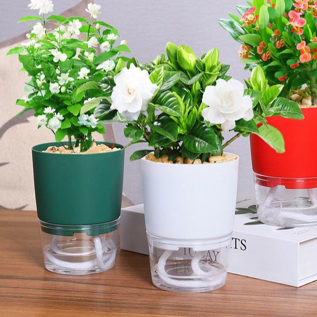 Self Watering Pot Color Variations