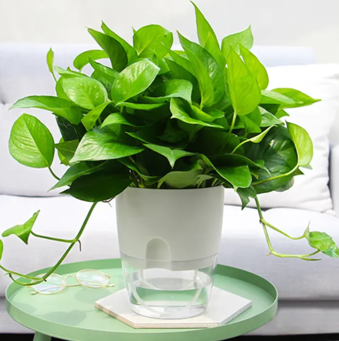Self Watering Pot in use